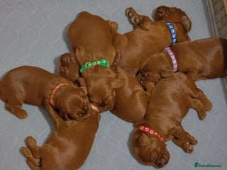 Cockapoo dogs Beautiful Cockapoo puppies for sale. - Advert 4