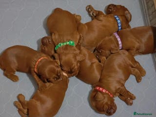 Cockapoo dogs Beautiful Cockapoo puppies for sale. - Advert 16