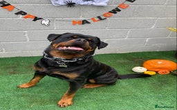 Rottweiler dogs for stud: Proven handsome ADRK KC registered Rottweiler  in Milford Haven - Image 1