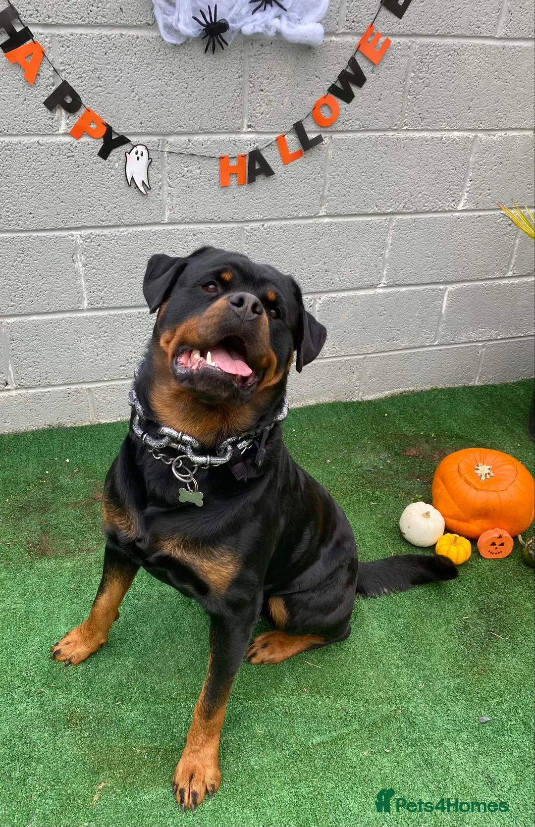 Rottweiler dogs for stud: Proven handsome ADRK KC registered Rottweiler  in Milford Haven - Advert 2