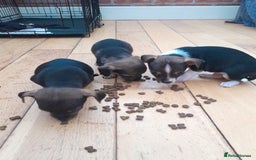Mixed Breed dogs for sale: Two gorgeous jackrussel cross chihuahua pups  - Image 6