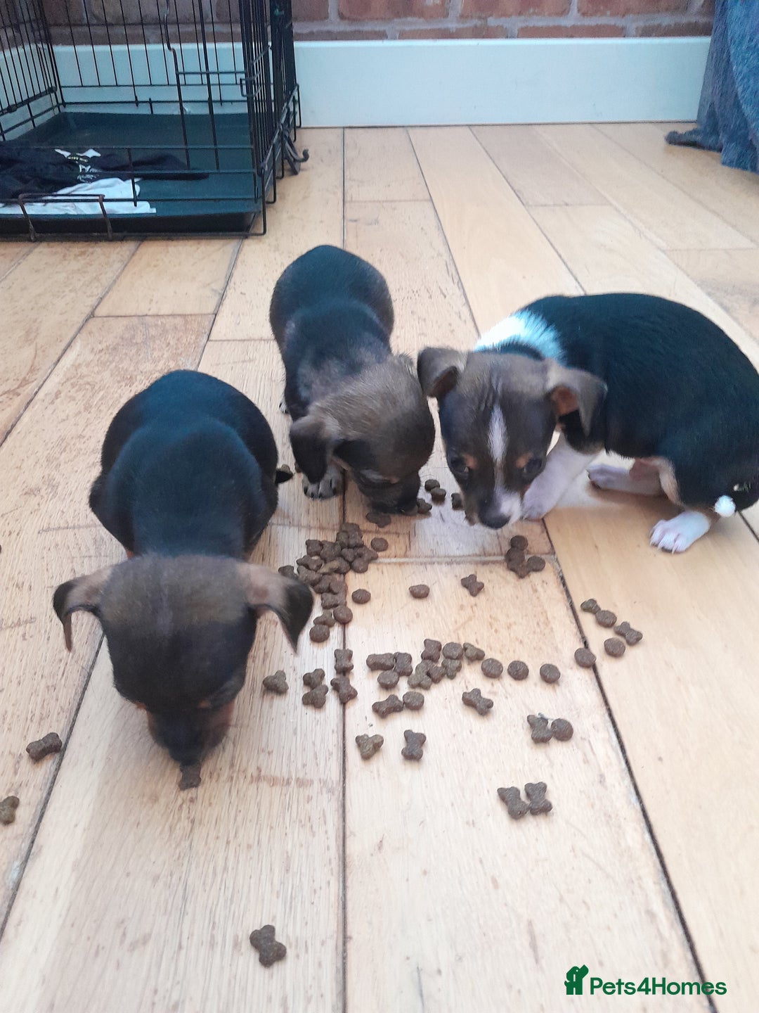 Mixed Breed dogs for sale: Two gorgeous jackrussel cross chihuahua pups  - Image 6