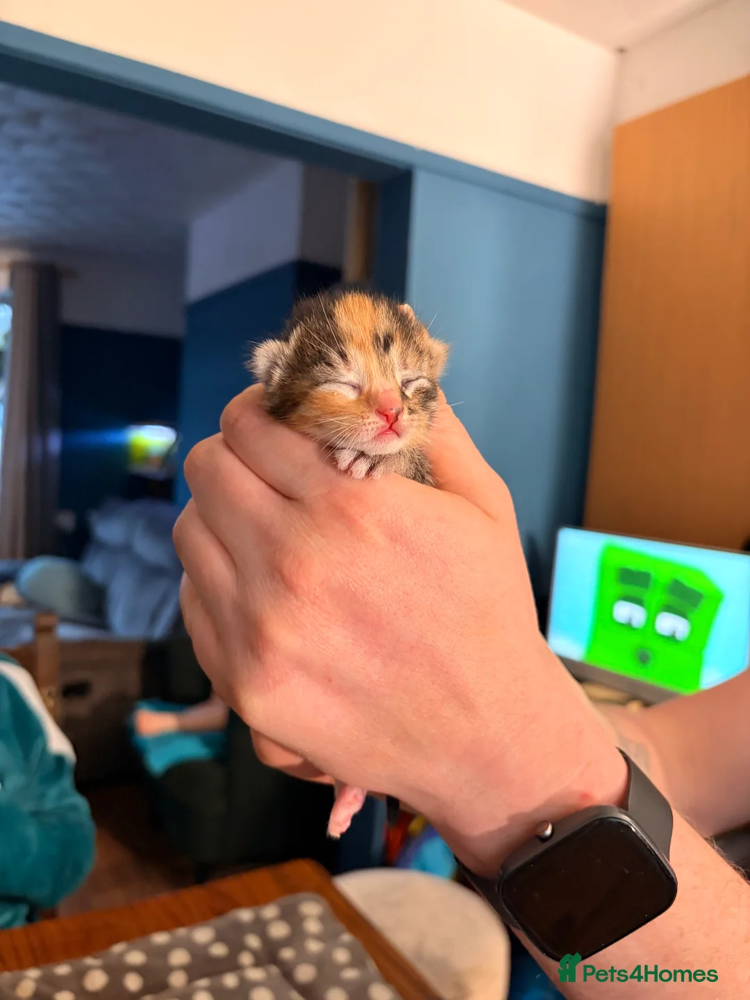 Mixed Breed cats for sale: 4 mixed Kittens british long/shorthair  - Advert 5