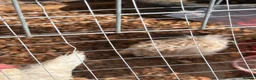 Chickens poultry for sale: Chicken set up, hens and coop/house  - Advert 6