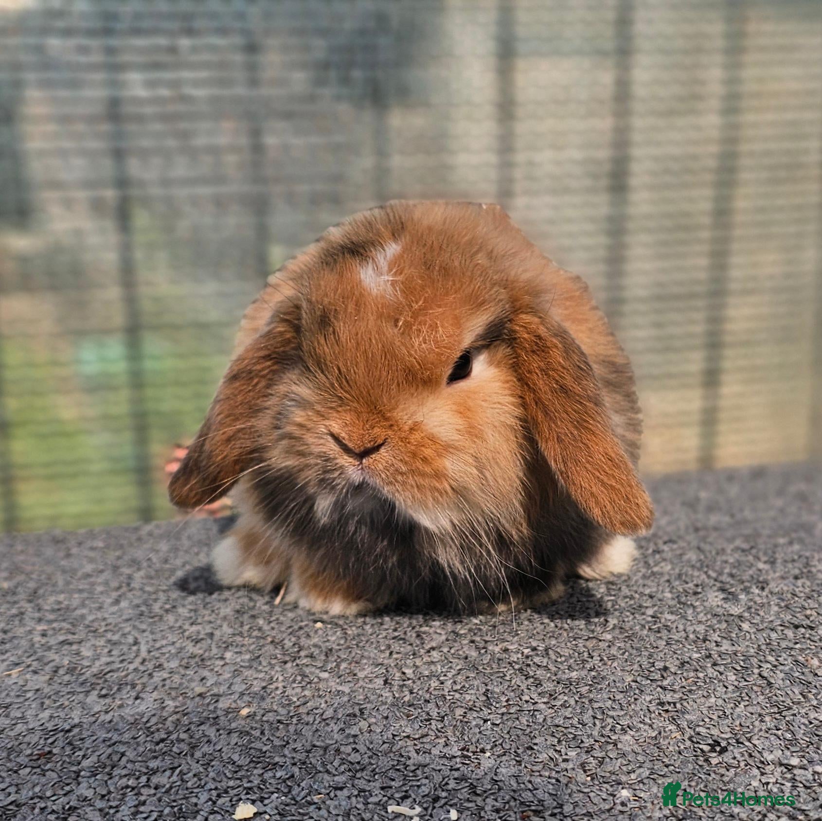 Mini Lop rabbits Vaccinated Mini Lops  - Advert 12