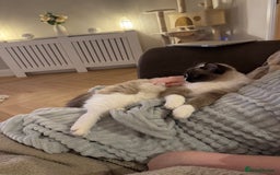 Ragdoll cats for sale: female ragdoll - Image 7