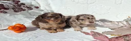 Dachshund dogs for sale: Beautiful long haired miniature daschunds . in Gosport - Advert 11