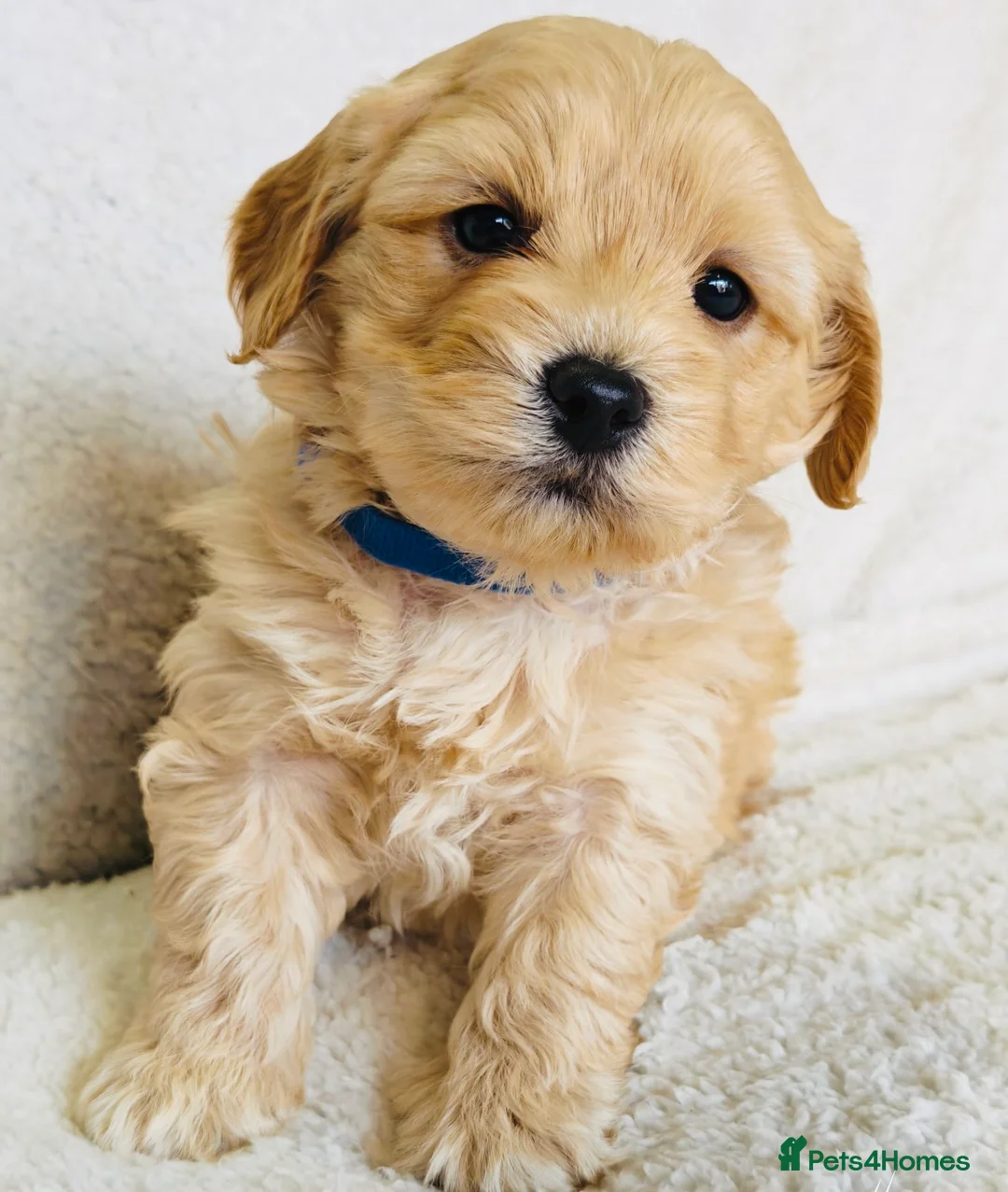Maltipoo dogs for sale: Miniature Maltipoo Puppies - Advert 27