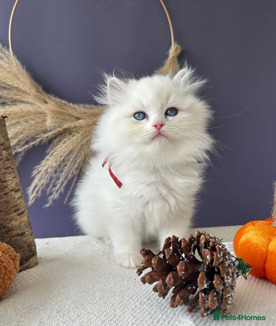Ragdoll cats for sale: Stunning TICA Ragdolls  - Image 4