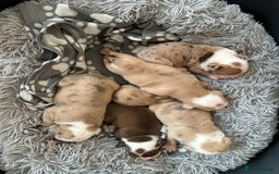 Olde English Bulldogge dogs for sale: CARTEL BLOODLINE OLDE ENGLISH PUPPIES!!  - Image 4