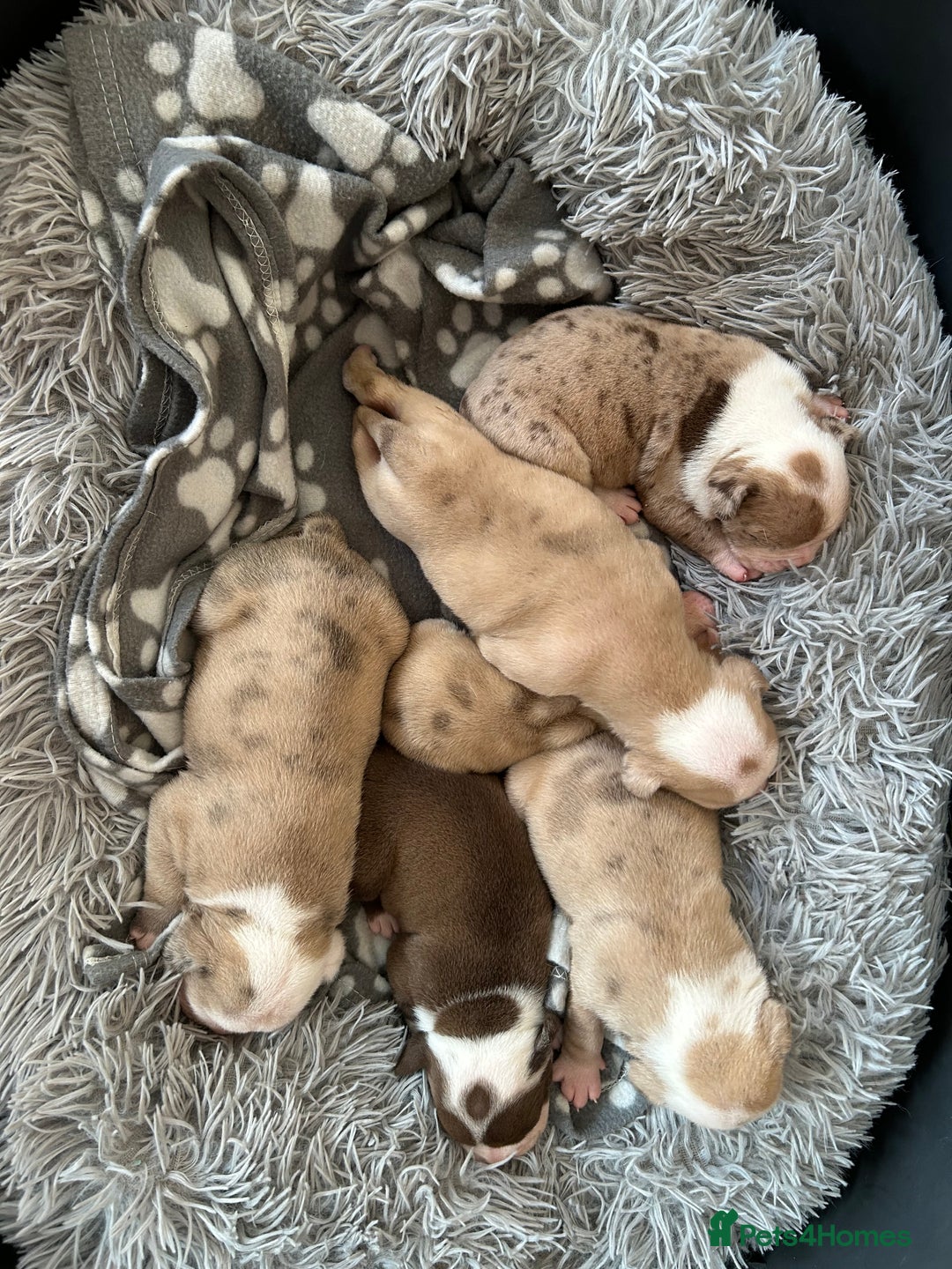 Olde English Bulldogge dogs for sale: CARTEL BLOODLINE OLDE ENGLISH PUPPIES!!  - Image 4