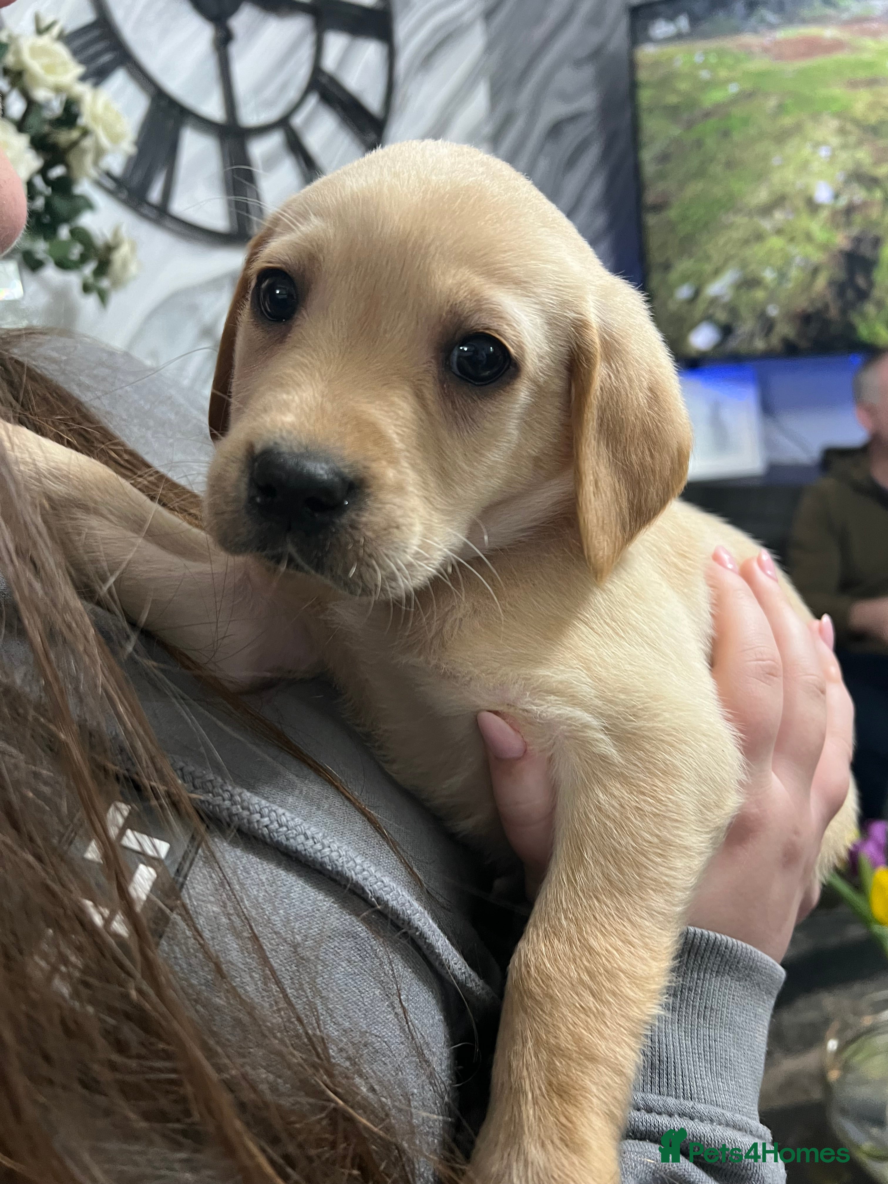 Labrador Retriever dogs Beautiful kc Labrador puppies 1 boy left - Advert 5