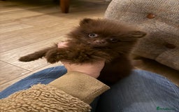 Pomeranian dogs for sale: Kc jet black Pomeranian male Merlin  - Image 13