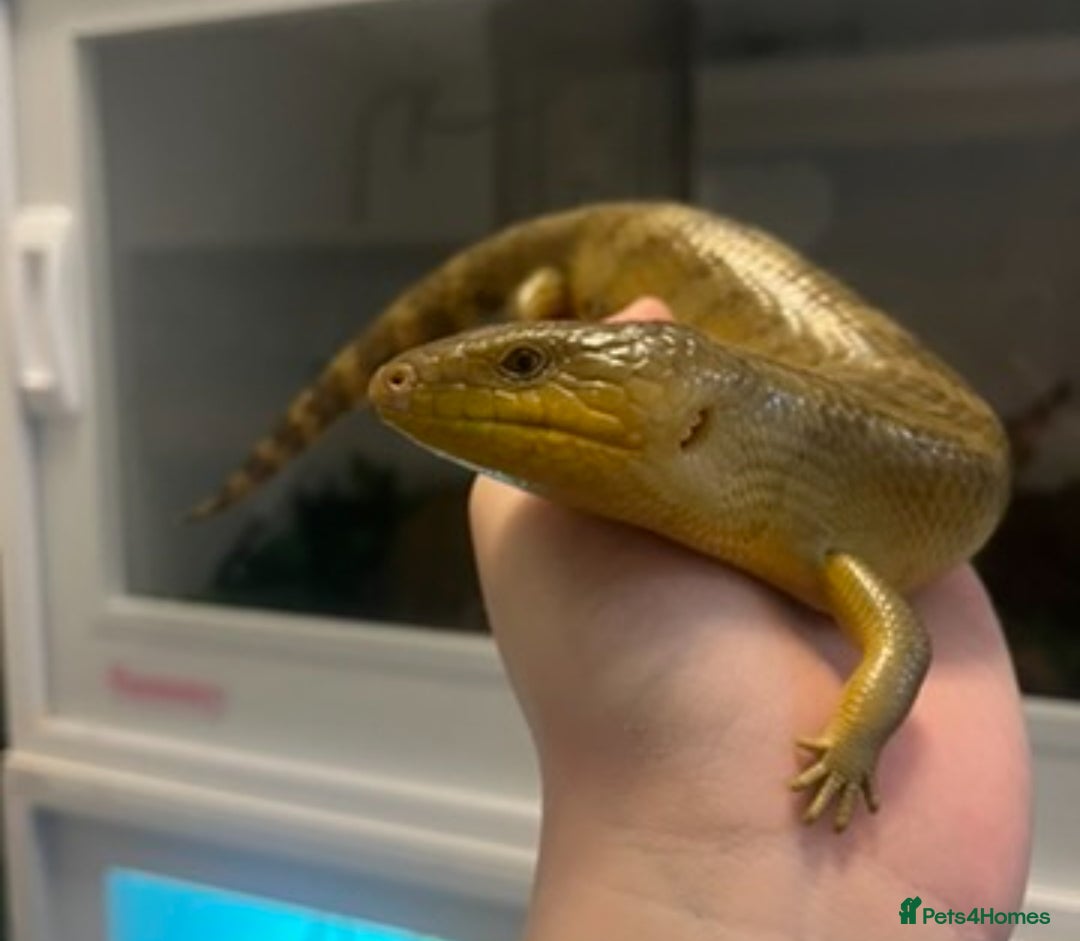 Mixed Breed reptiles for sale: Lots of reptiles for rehome - Image 8