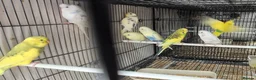 Parakeets birds for sale: Alsort cage n aviary birds  - Advert 14