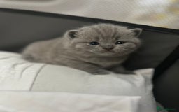 British Shorthair cats for sale: Beautiful BSH Kittens - Ready to leave ASAP - Image 2