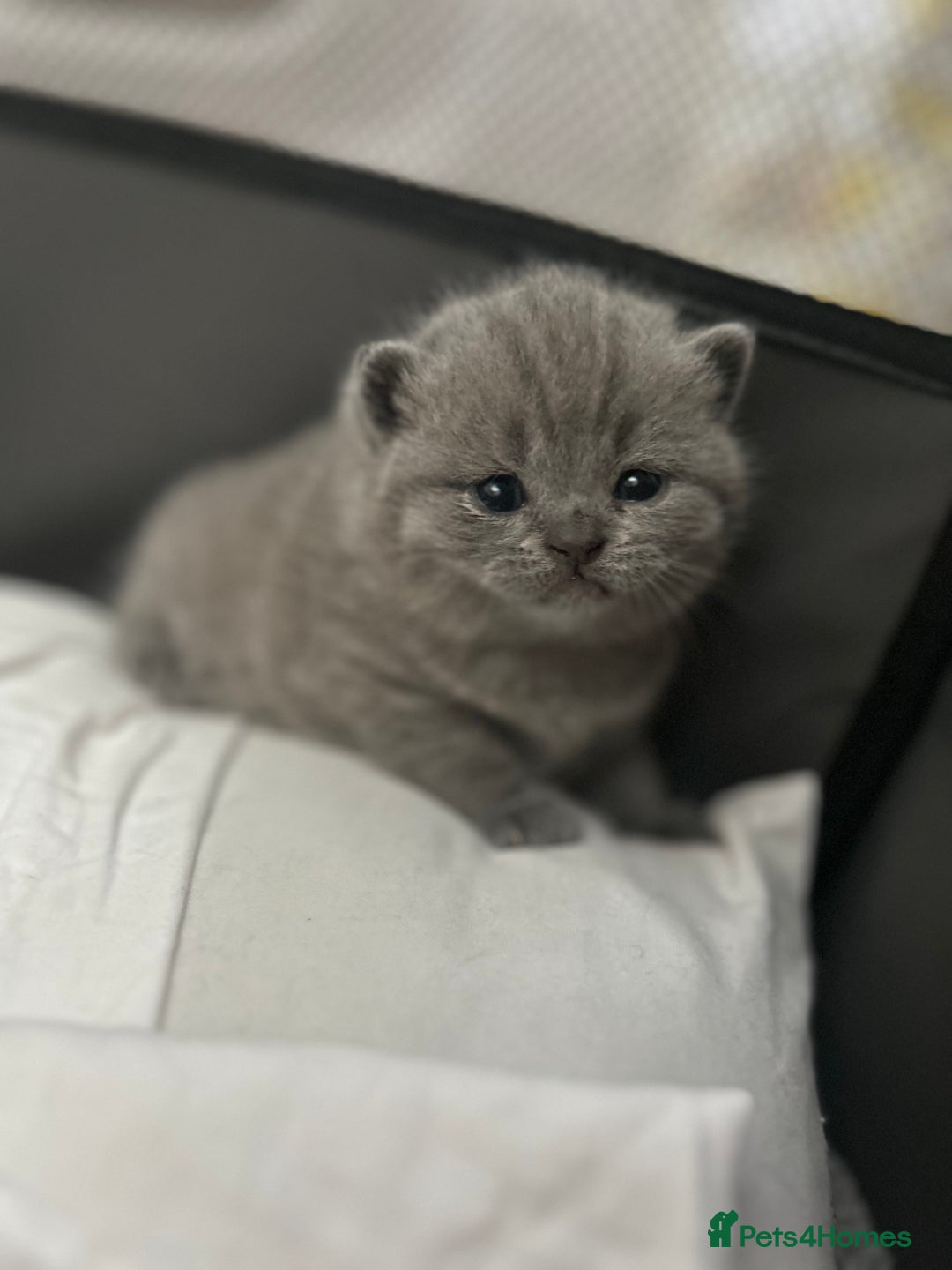 British Shorthair cats for sale: Beautiful BSH Kittens - Ready to leave ASAP - Image 2