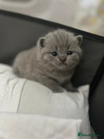 British Shorthair cats - Advert 7