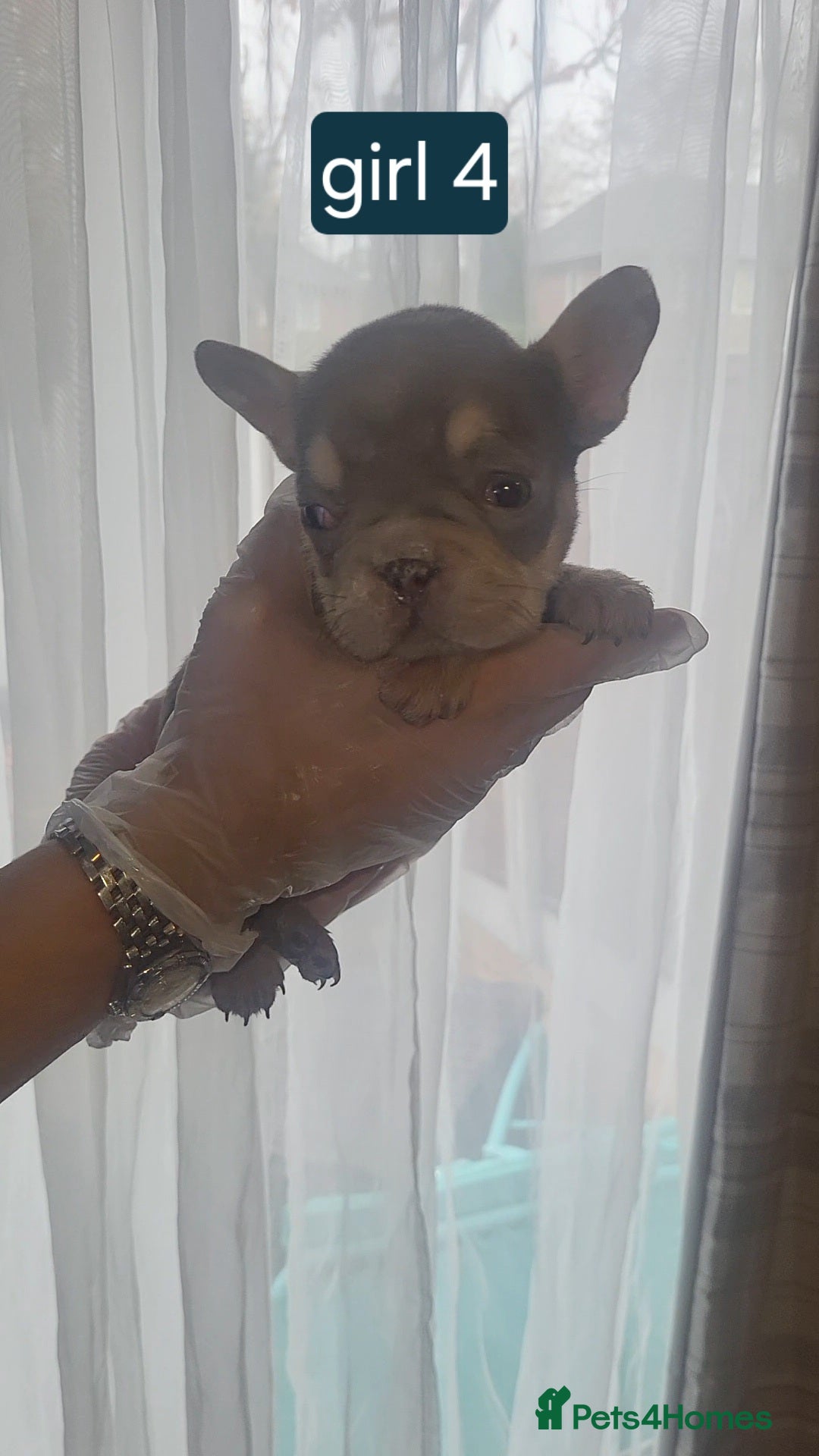 French Bulldog dogs for sale: New shade french bulldogs - Advert 29