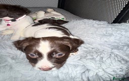 Cocker Spaniel dogs for sale: Cocker spaniel puppies ready for forever home - Advert 14