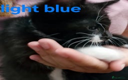 Mixed Breed cats for sale: Kittens  - Image 5