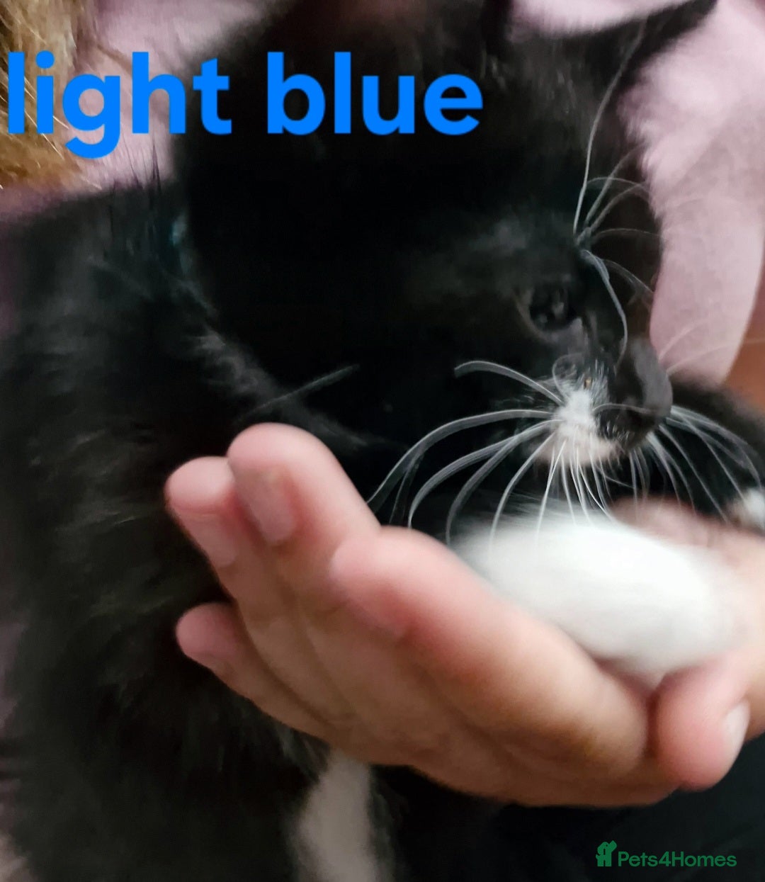 Mixed Breed cats for sale: Kittens  - Image 5