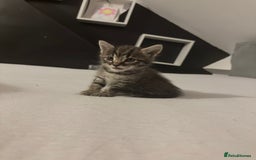 Bengal cats for sale: Cute bengal kittens for sale  - Image 15