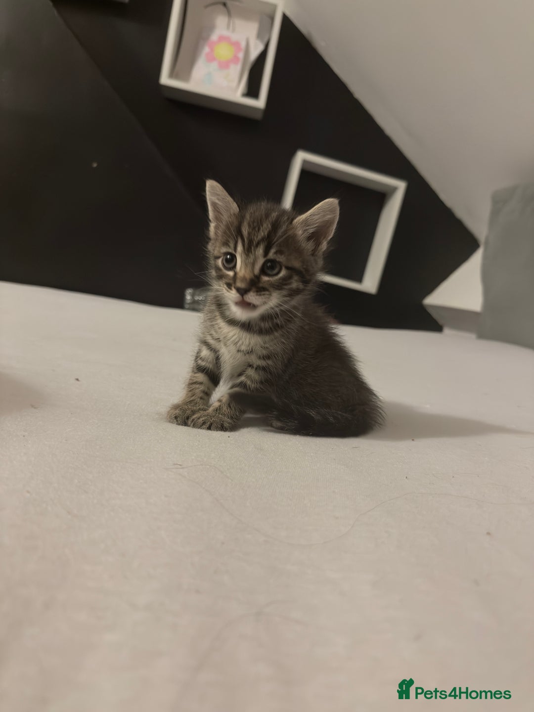 Bengal cats for sale: Cute bengal kittens for sale  - Image 15