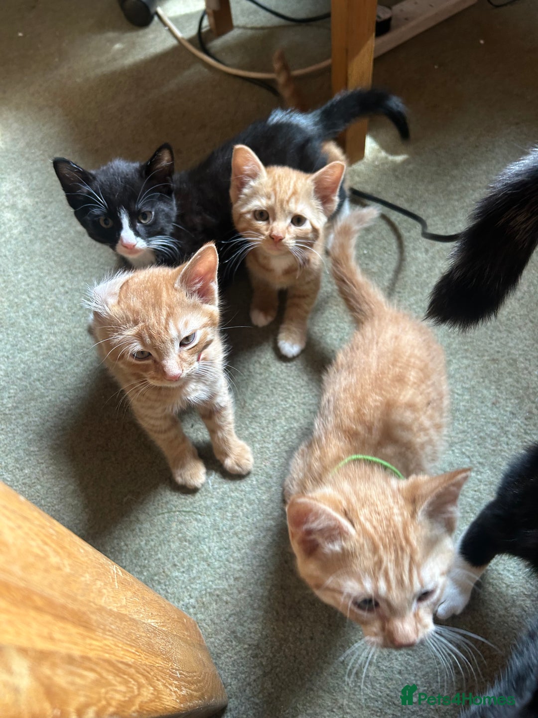 Mixed Breed cats for sale: READY TO GO 4 gorgeous kittens  - Image 12
