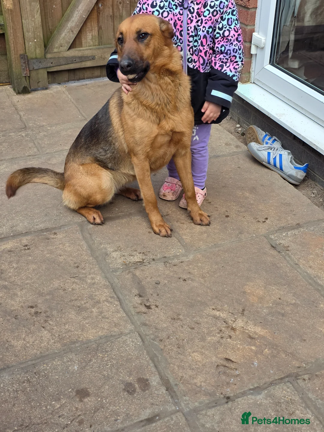 German Shepherd dogs for sale: Bella German shepherd  - Advert 2