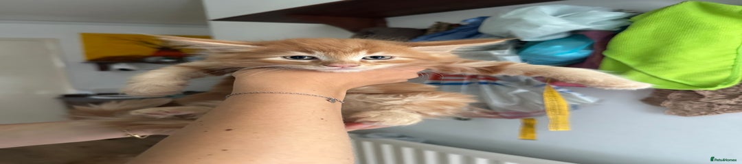 Ginger boy 2