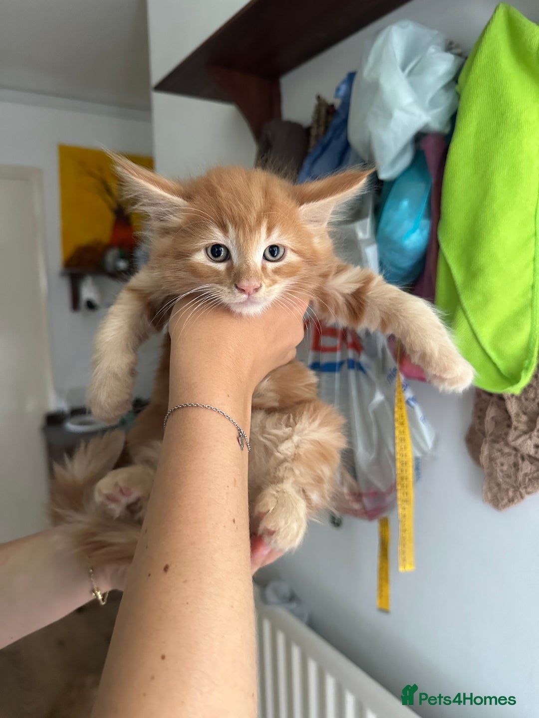 Mixed Breed cats for sale: 5 Maine Coon cross kittens available💞 - Image 6