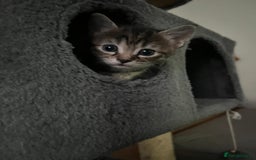 Mixed Breed cats for sale: Four mixed kittens for sale near colchester - Image 5