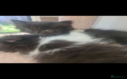 Mixed Breed cats for sale: Friendly bunch of beautiful kittens  - Image 2