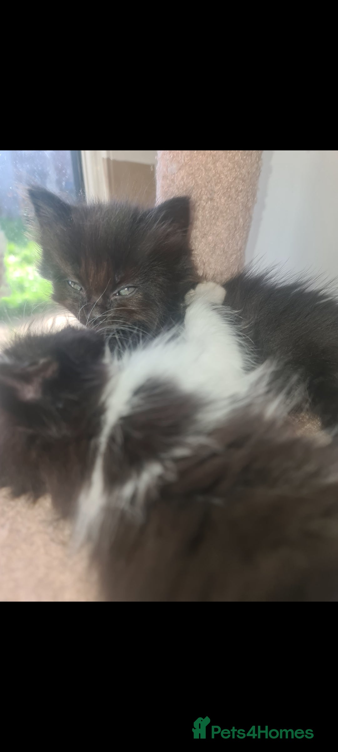 Mixed Breed cats for sale: Friendly bunch of beautiful kittens  - Image 2