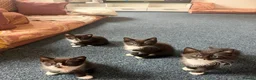 Mixed Breed cats for sale: Lovely kittens  - Advert 1