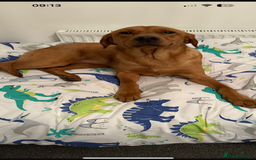 Labrador Retriever dogs for sale: Working Class Fox Red Labs  - Image 2
