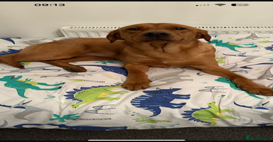 Labrador Retriever dogs - Advert 4
