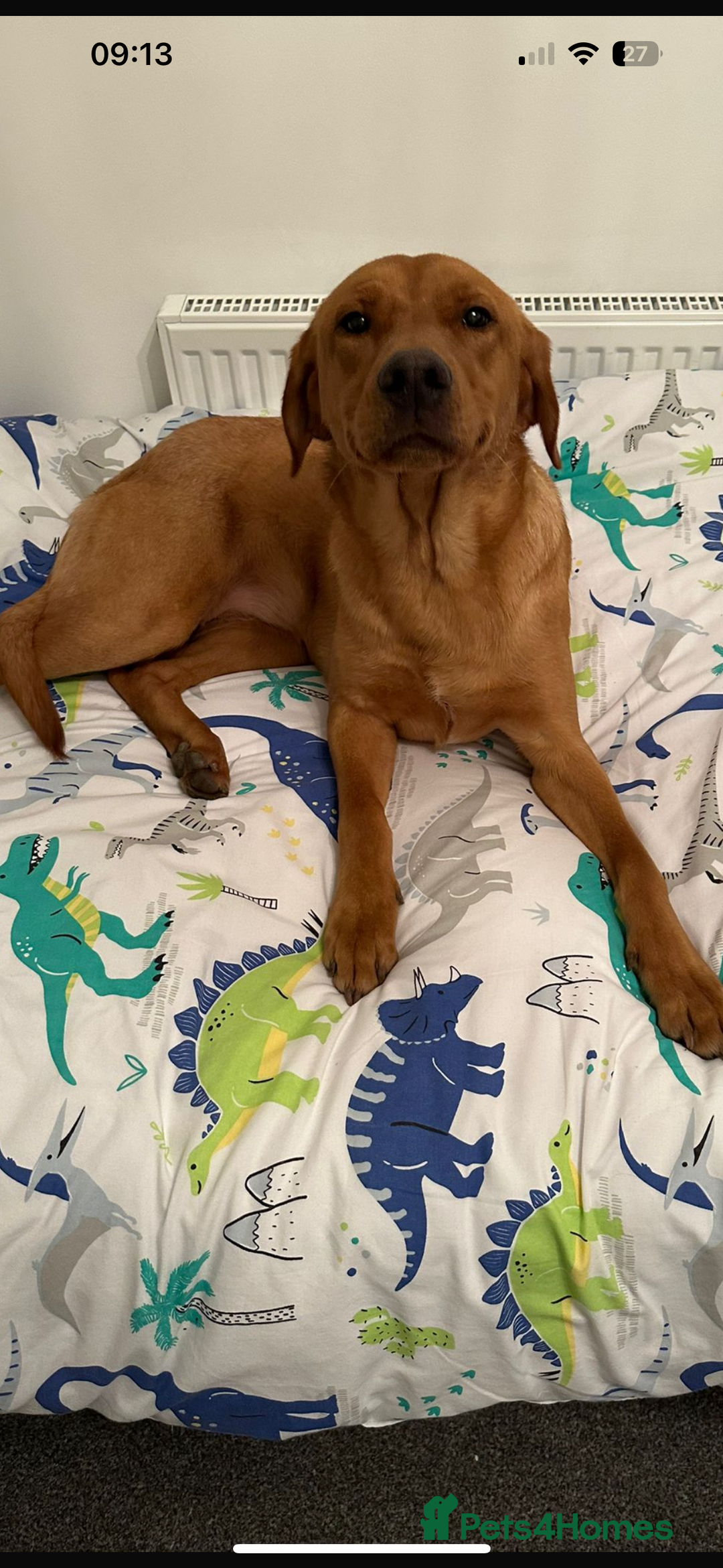 Labrador Retriever dogs for sale: Working Class Fox Red Labs  - Image 2