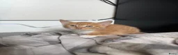 Domestic Shorthair cats for sale: Ginger Kittens - Advert 2