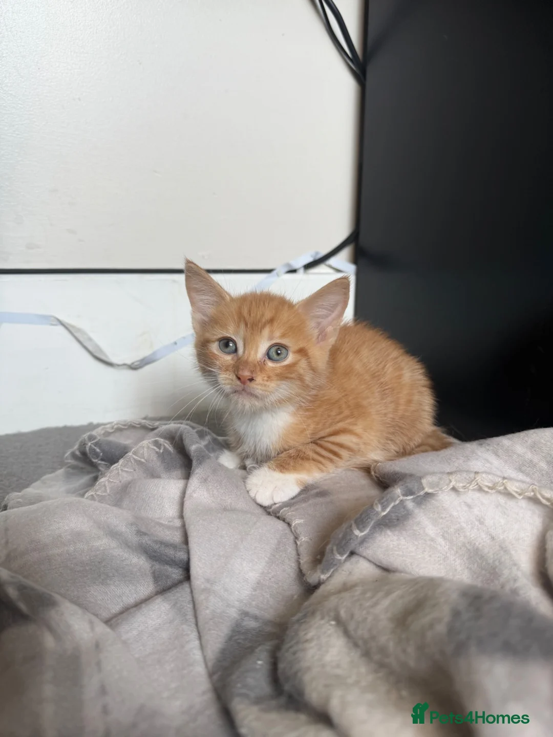 Domestic Shorthair cats for sale: Ginger Kittens - Advert 2