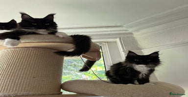 Maine Coon cats - Advert 4