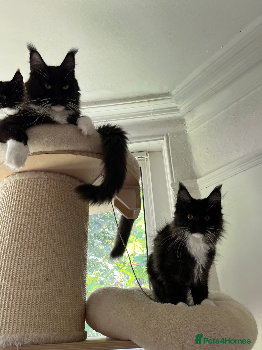 Maine Coon cats for sale: GCCF active / domestic Maine Coon  - Image 3