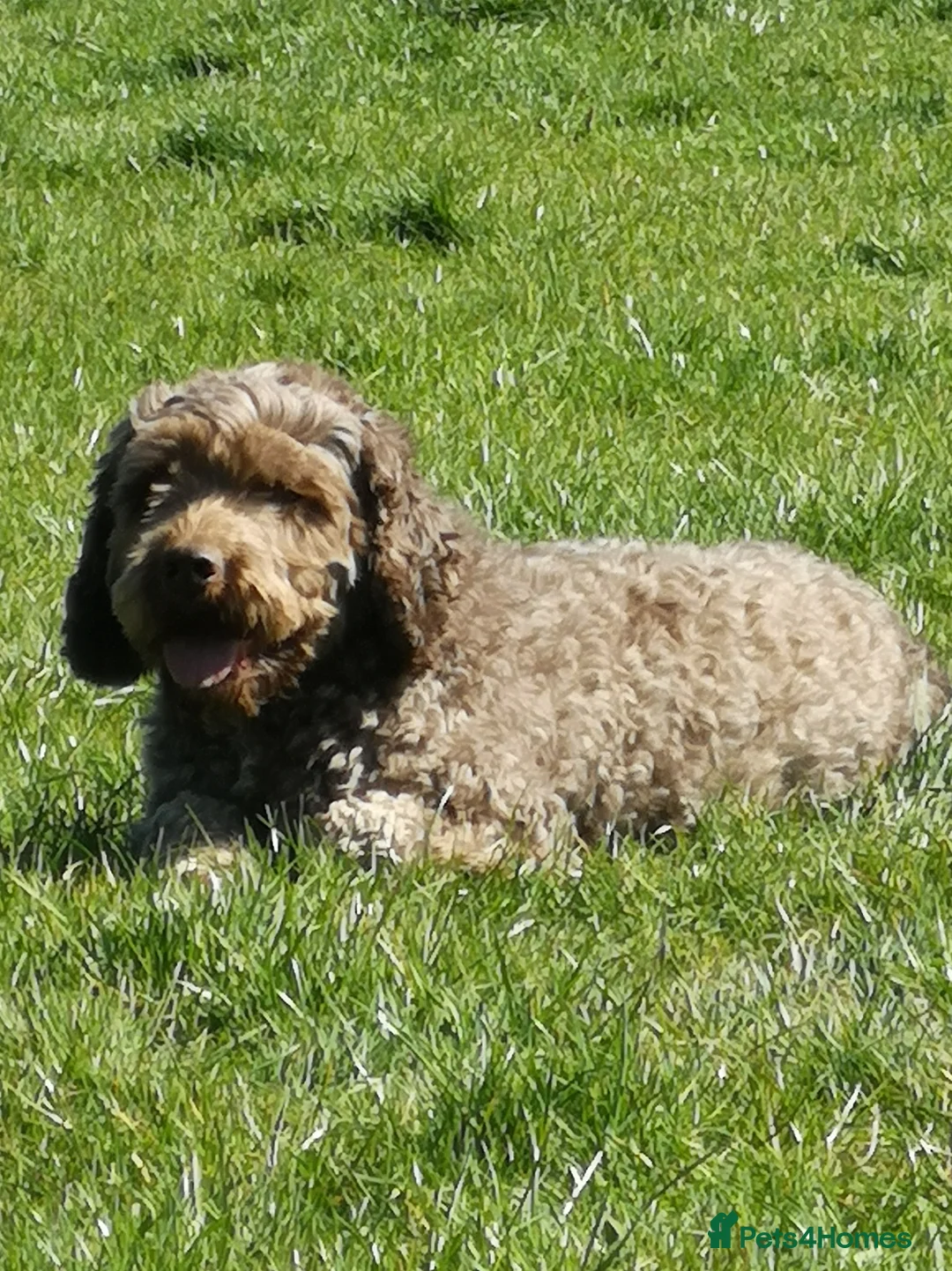 Miniature Poodle dogs for stud: OUTSTANDING CHOCOLATE F1 COCKAPOO FULLY DNA TESTED in Radstock - Advert 2