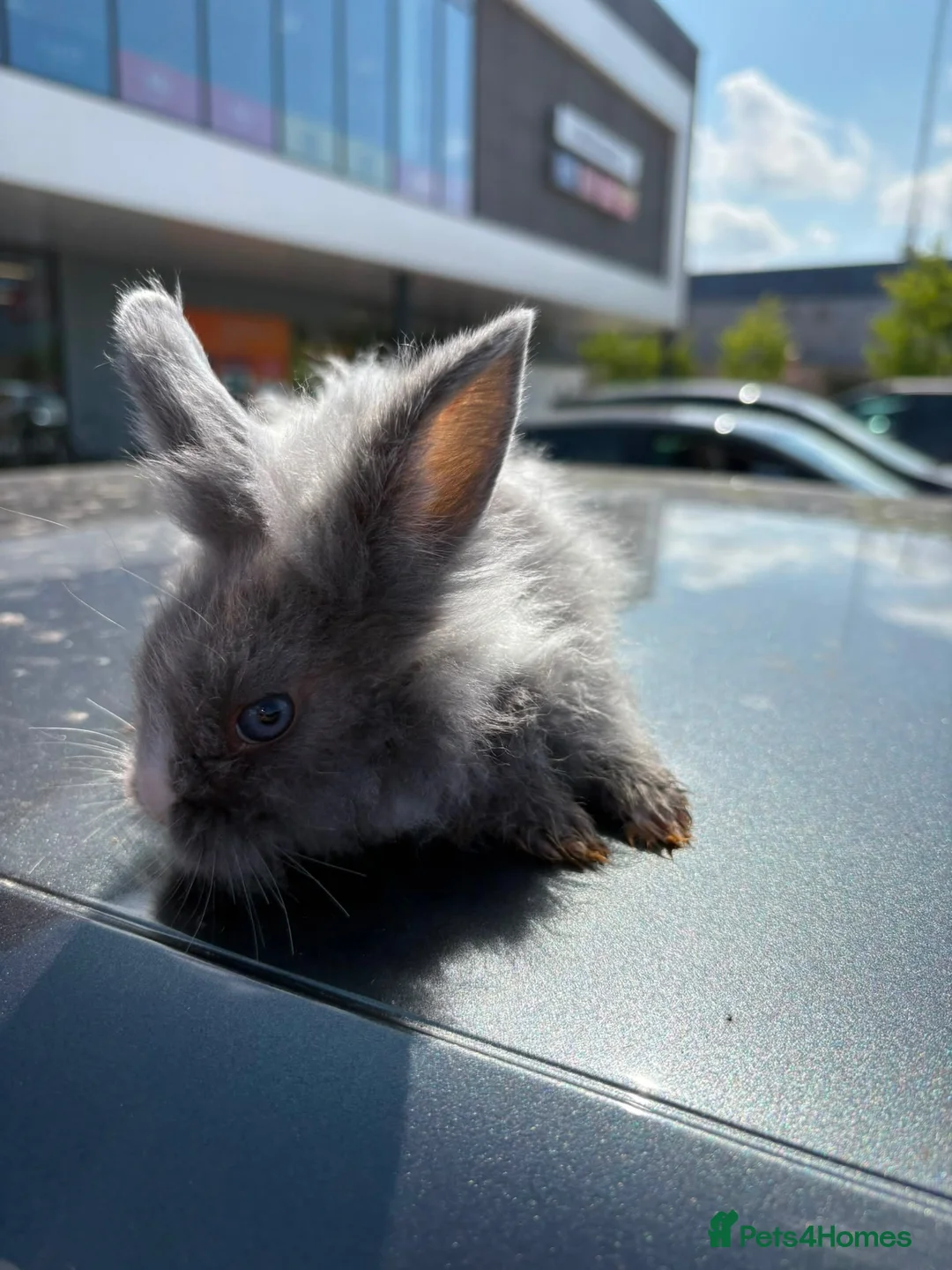 Mixed Breed rabbits for sale: Bunny rabbits  in Birmingham - Advert 9