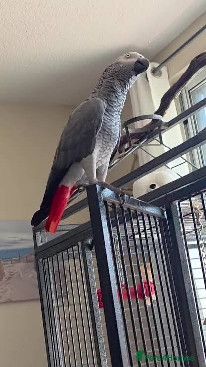 Parrots birds African Grey - Advert 5