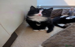 Mixed Breed cats for sale: Beautiful mix breed kittens ready from 26th - Advert 4