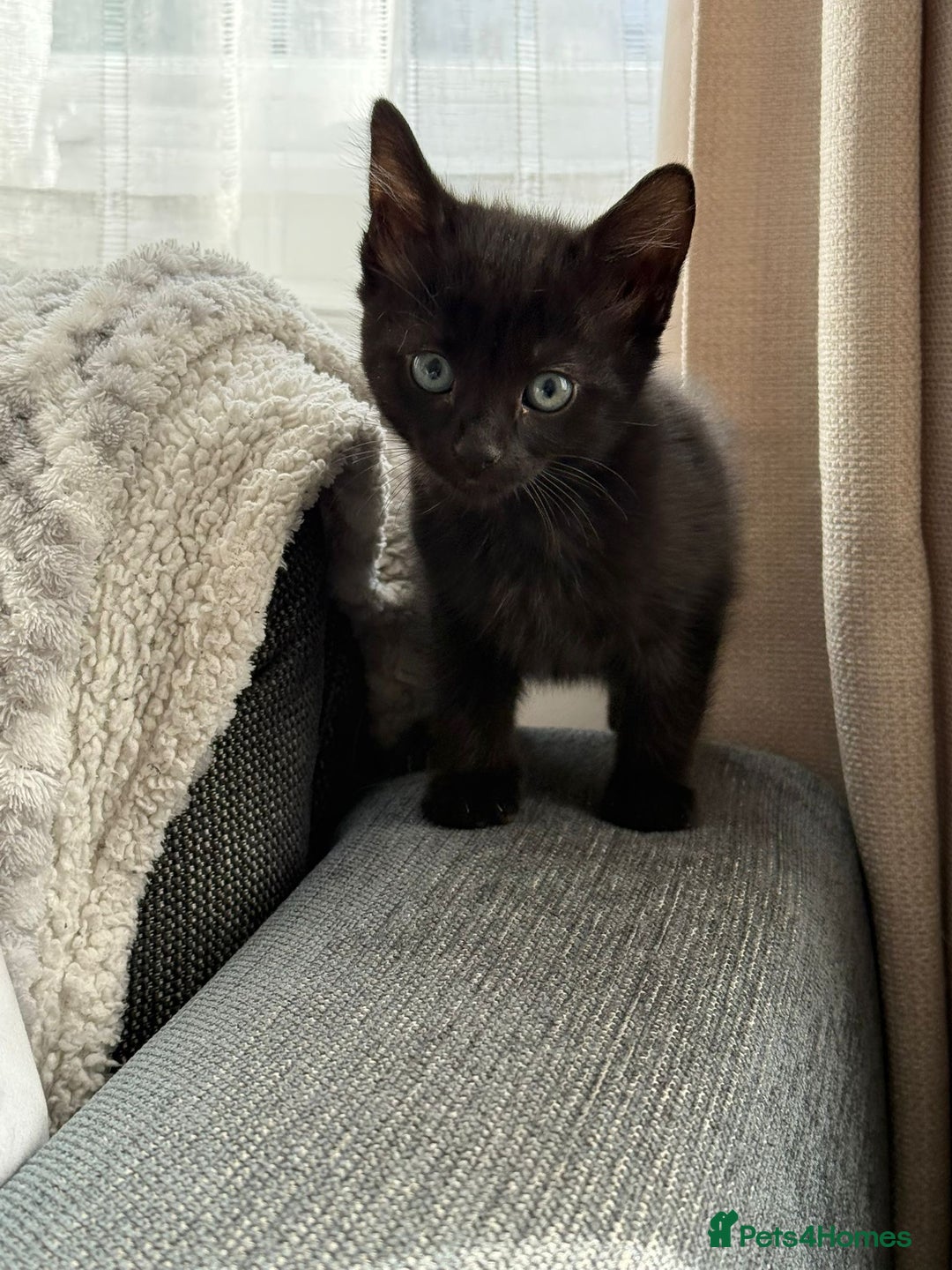 Mixed Breed cats for sale: 3 beautiful kittens - Image 6