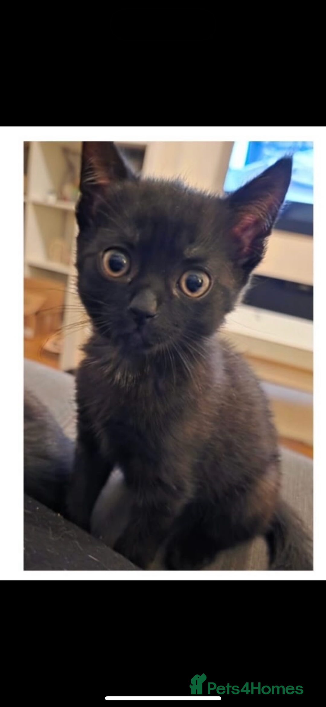 Siamese cats for sale: Gorgeous kitten boy with all accessories  - Image 5