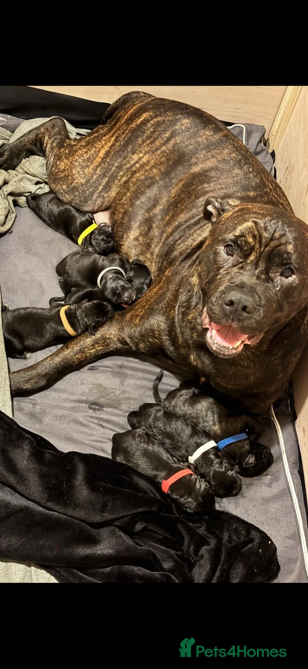 Mixed Breed dogs for sale: Presa Canario/Cane Corso Puppies 🐶 - Advert 1
